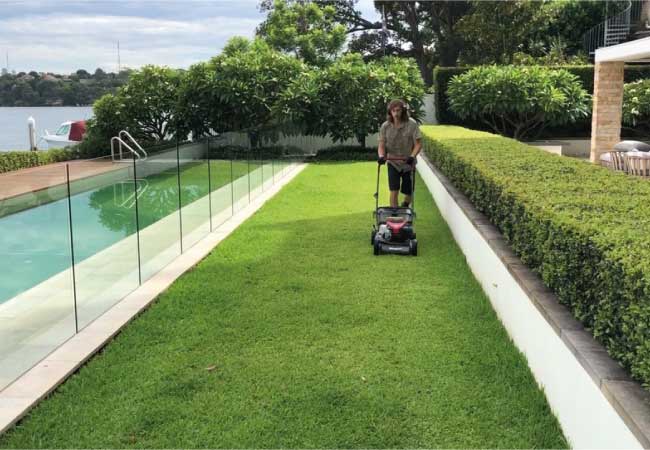 Professional garden maintenance Sydney - trimmed hedges, manicured lawn, and healthy plants