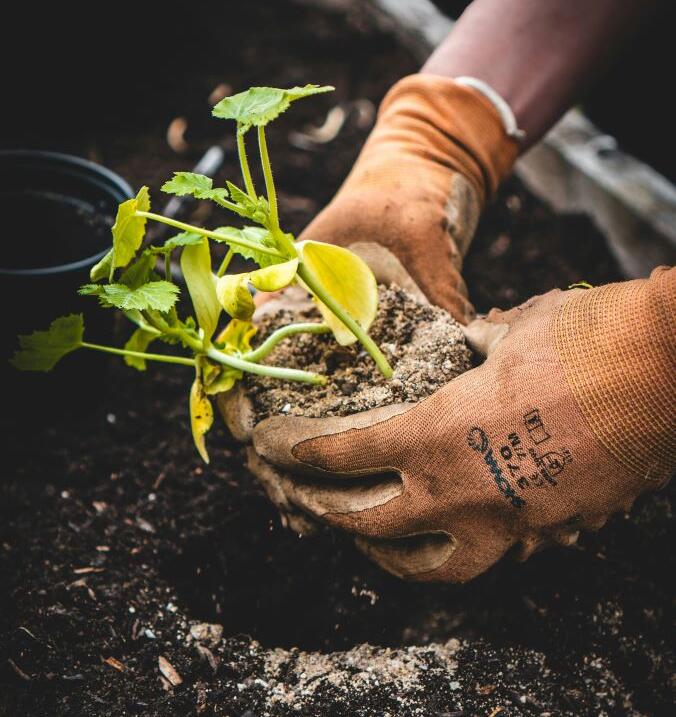 A Garden Managers crew installs advanced–growth natives and colourful perennials in freshly-prepared beds, finishing with a water-saving mulch layer to kick-start healthy establishment.