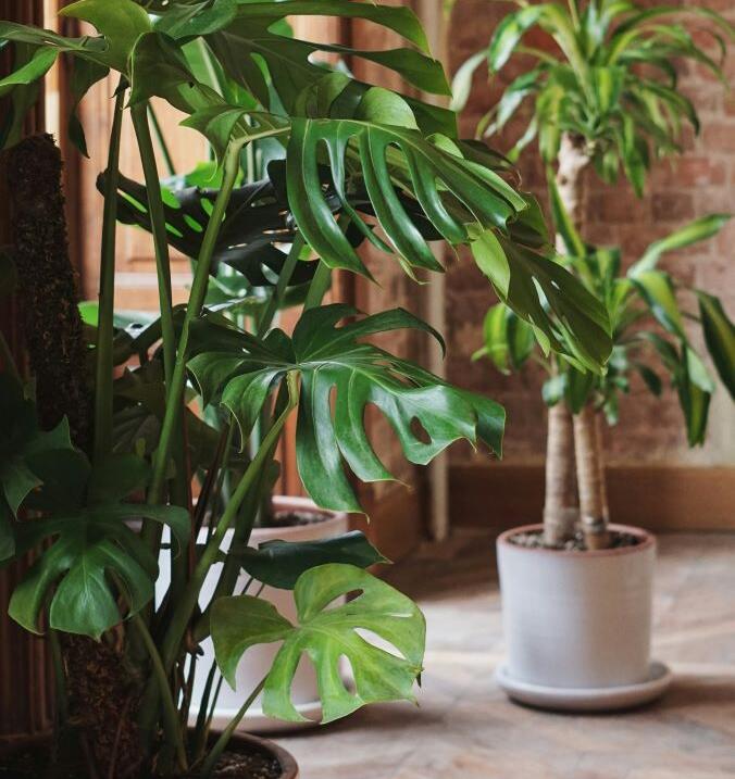 A Garden Managers technician inspects a living wall of glossy philodendrons in a Sydney CBD office, dusting foliage and checking soil moisture to keep the workspace vibrant and healthy.