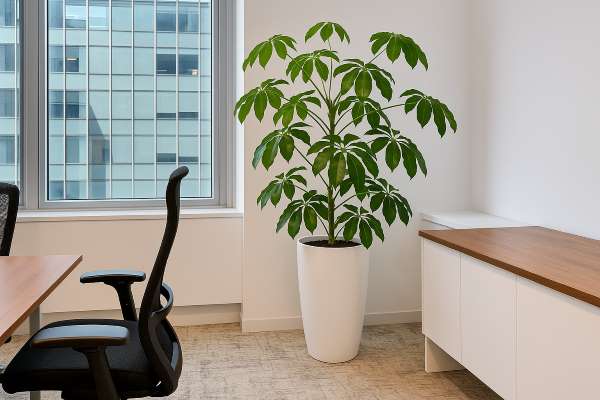 Indoor-office-plant-care-sydney Indoor office plant care sydney.