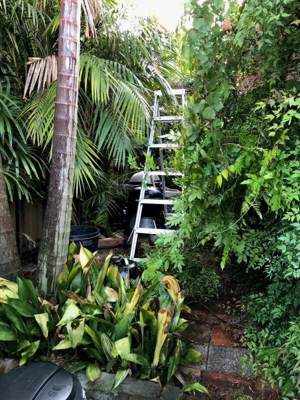 Sydney seasonal garden work before.