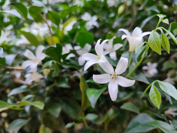 best-hedge-plants-for-coastal-Sydney-homes