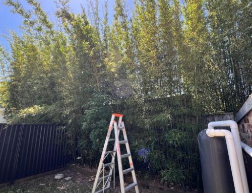Bamboo Neighbour Dispute NSW 2026 — What Are Your Rights?