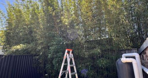 Sydney bamboo trimming