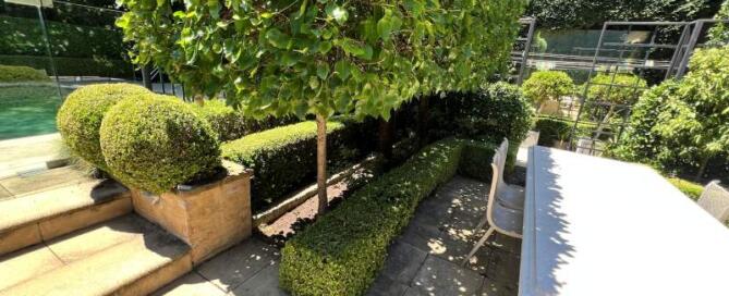 Neighbour Blockers - Fast-Growing Privacy Hedges for Sydney Yards