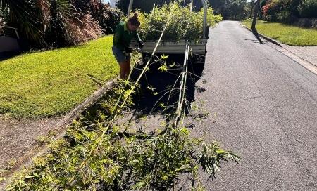 Bamboo Out of Control in Sydney - Complete Trimming Guide 2026