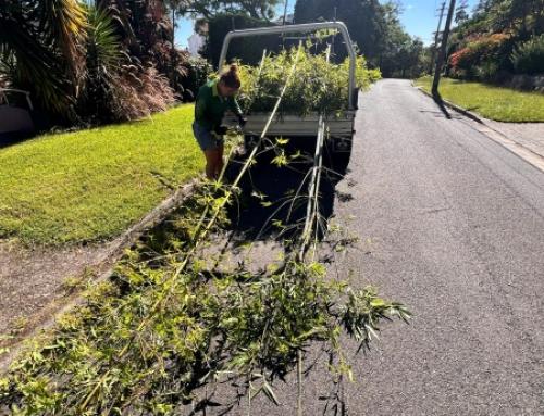 Bamboo Removal Cost Sydney 2026 — Real Prices, DIY Tips & When to Call a Pro
