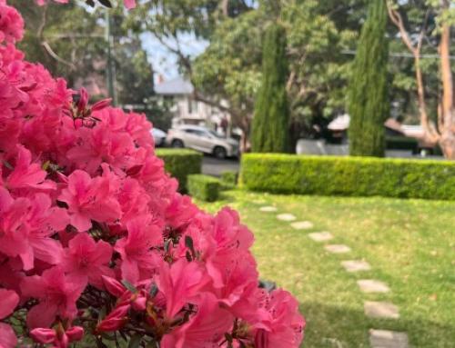 Tenant Garden Maintenance Responsibilities NSW 2026 | Complete Guide