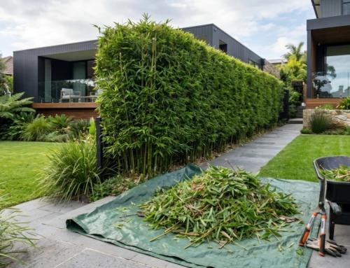 Running vs Clumping Bamboo: How to Tell What’s Actually in Your Garden