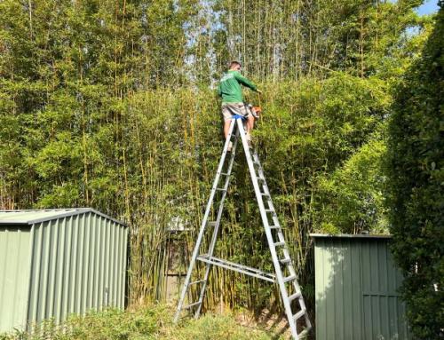 Overhanging Trees & Bamboo Neighbour Disputes NSW 2026 | Your Rights