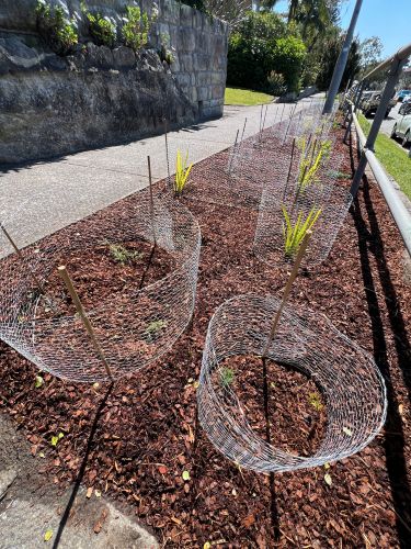 Nature Strip Garden Sydney 10