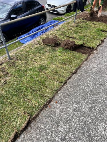 Nature Strip Garden Sydney 2