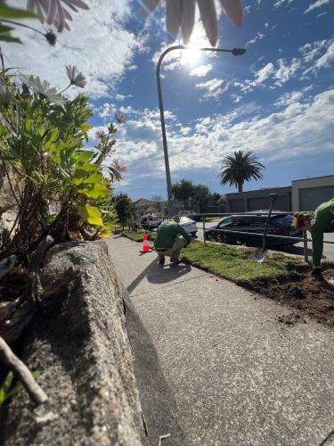Nature Strip Garden Sydney 3