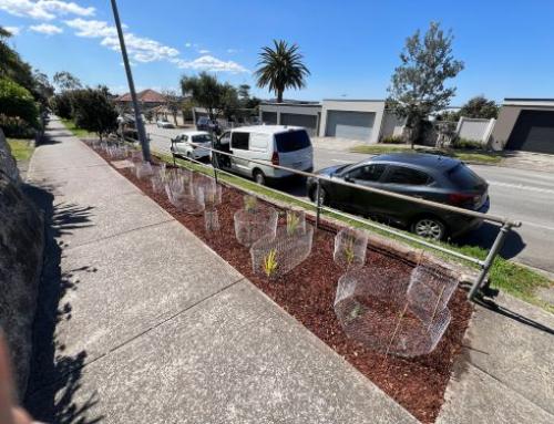 Nature Strip Garden Sydney: Real Costs & Process | Case Study 2026